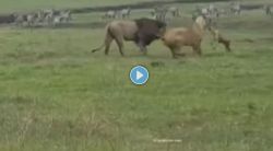 Viral Video: लंगड्या कुत्र्याचे धाडस बघून सिंह-सिंहिणीलाही फुटला घाम!