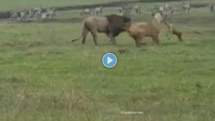 dog lion lioness viral video