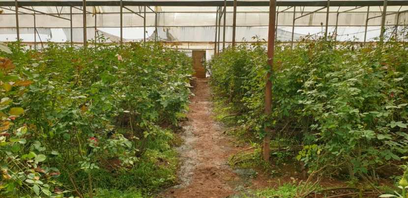 तर १४ फेब्रुवारी रोजी होणाऱ्या व्हेंलटाईन डेसाठी देशभरातील स्थानिक बाजारपेठांमध्ये गुलाब फुलांना मागणी असल्याने शेतकऱ्यांना समाधानकारक दर मिळत आहेत. 