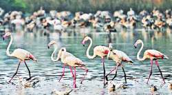 फ्लेमिंगो अधिवासासाठी पालिकेचा पुढाकार; पाणथळ क्षेत्र ताब्यात घेऊन ‘मॅन्ग्रोव्ह फाऊंडेशन’च्या मदतीने संवर्धनाची वन विभागाला सूचना