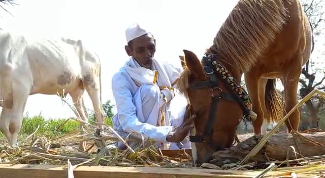 बैलगाडा शर्यती सुरू झाल्यापासून नाना आनंदी आहेत. गेल्या काही वर्षांपासून बैलगाडावर शर्यतीवर बंदी होती. त्यावेळी नानांनी त्यांच्या घोडीचा अगदी मुलीप्रमाणे सांभाळ केला असे सांगितले.