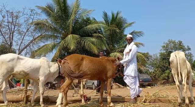 गेल्या तीन ते चार पिढ्यांपासून त्यांचे कुटुंब बैलगाडा शर्यतीमध्ये भाग घेते