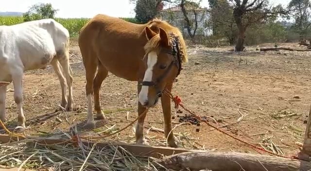 घाटात गेलो की माझ्या आणि घोडीच्या अंगात उत्साह संचारतो. घोडीवर स्वार होऊन बैलगाडा पुढे पारो (घोडी) सुसाट धावते असे नानांनी सांगितलं आहे