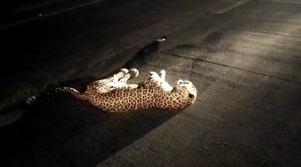 leopard died in road accident scsg 91 | जखमी बिबट्या तडफडत असताना ...