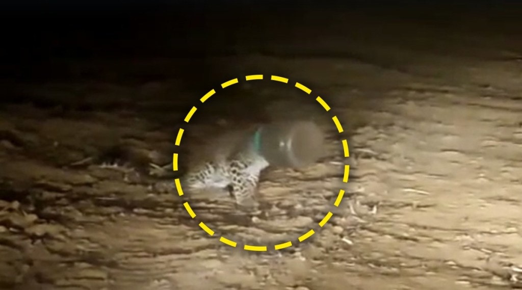 leopard was finally released after two days
