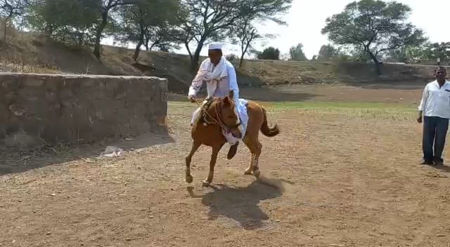 बैलगाड्यांच्या पुढे घोडी घेऊन पळणाऱ्या नानांना पाहून तरुणांना लाजवेल असा उत्साह दिसून येतो.