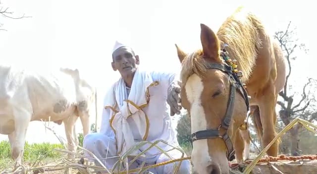 नानांकडे दोन बैलजोड्यांच्या सोबतीला पारो नावाची घोडी आहे