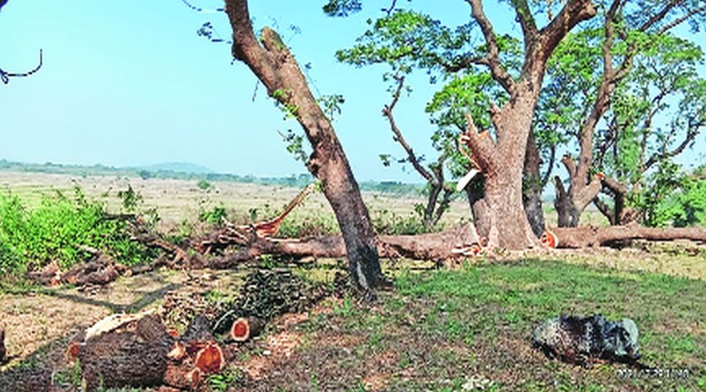 दापचरी प्रकल्पात शेकडो झाडांची दिवसाढवळय़ा कत्तल दापचरी प्रकल्पात शेकडो झाडांची दिवसाढवळय़ा कत्तल