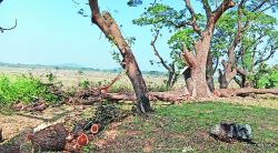 दापचरी प्रकल्पात शेकडो झाडांची दिवसाढवळय़ा कत्तल