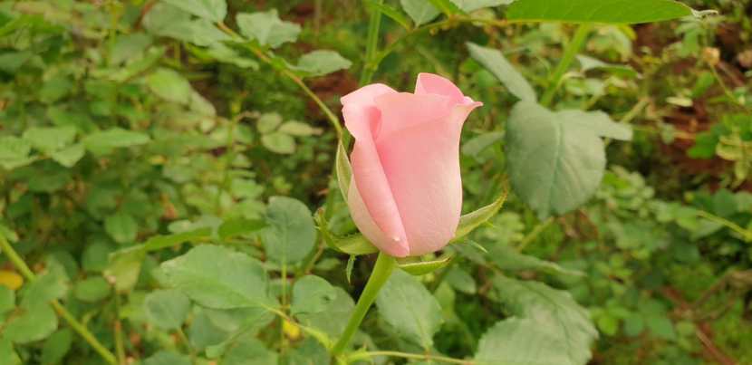 प्रत्येक वर्षी १४ फेब्रुवारीला जगभरात व्हॅलेंटाइन डे साजरा केला जातो. ७ फेब्रुवारीपासून व्हॅलेंटाइन वीक साजरा करण्यास सुरुवात होते.