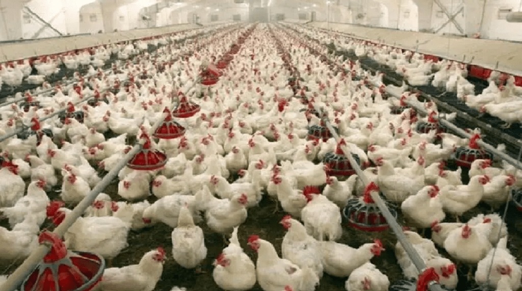 poultry farm