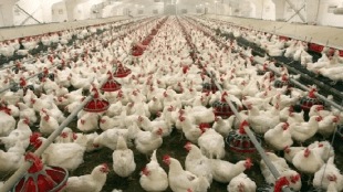 poultry farm