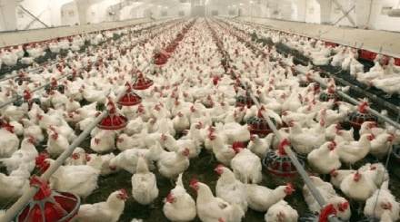 poultry farm