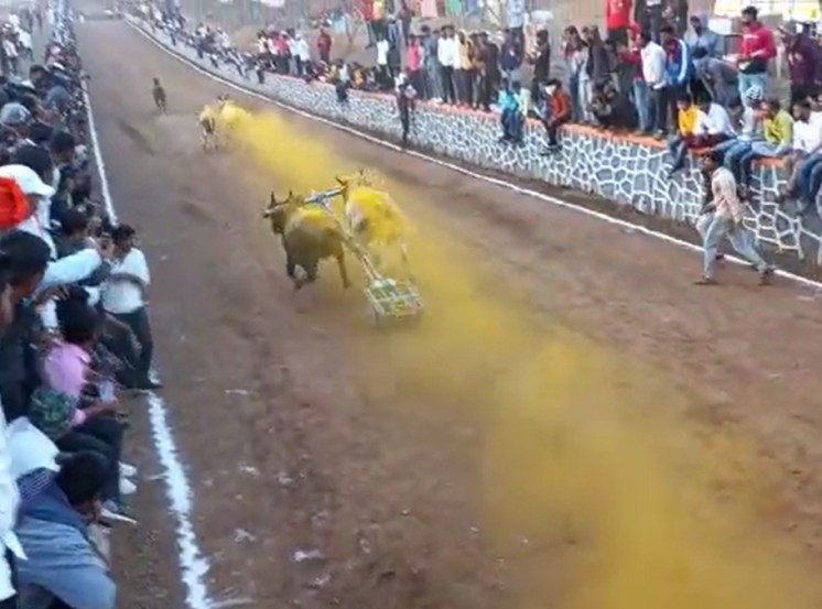 सर्वोच्च न्यायालयाने बैलगाडा शर्यतीवरील बंदी उठवल्यानंतर राज्यभरात बैलगाडा शर्यतींचे आयोजन करण्यात येत आहे.