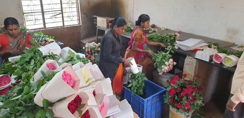 पुण्याच्या मावळमधील गुलाब दरवर्षी परदेशात पाठवला जातो. यावर्षी मात्र याउलट चित्र असून भारतातील स्थानिक बाजारपेठेत चढ्या दराने गुलाबाच्या फुलाला भाव मिळत आहे.