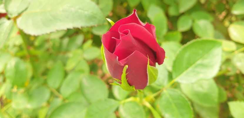 तरुण आणि तरुणींना लाल गुलाब आकर्षित करत आहे. तर पांढरा, पिवळा, केशरी हा गुलाब देखील बहुतांश तरुणांना भुरळ घालतोय.