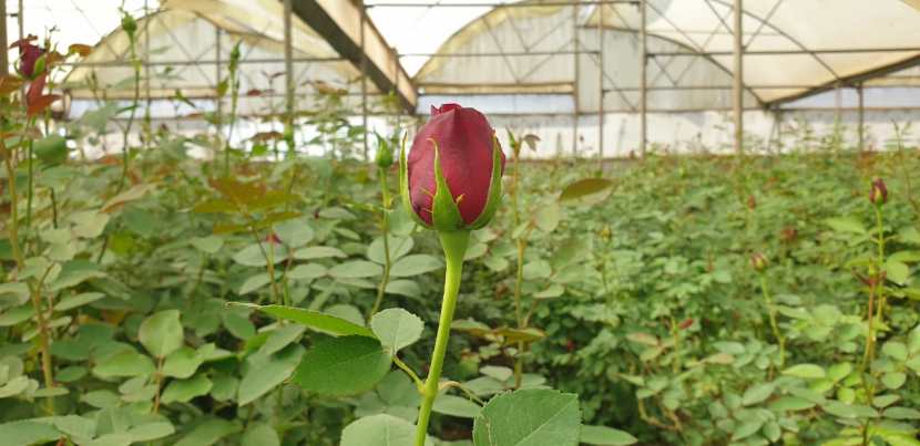 एका गुलाबाला किमान १५ ते २० रुपये किंमत भारतात मिळत आहे.