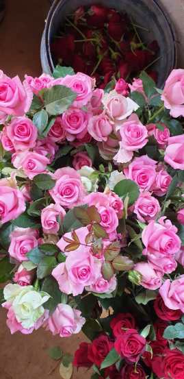 निर्यातीवर परिणाम झाल्याने परदेशामध्ये गुलाबाच्या किमतीमध्ये घट झाली आहे.