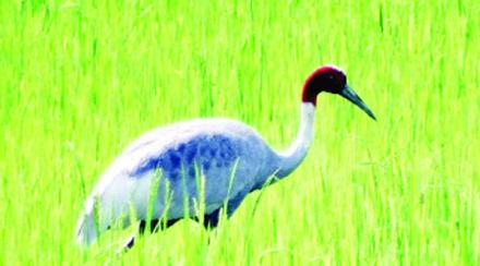 ‘सारस’ पक्षी नामशेष होण्याच्या मार्गावर
