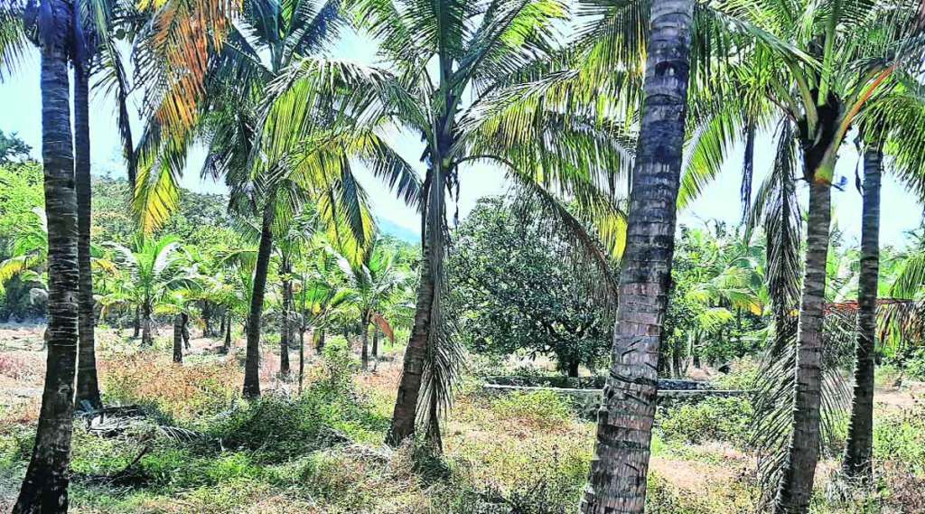 किरीट सोमय्या यांनी आरोप केलेल्या कोर्लई येथील जमिनीवर बंगले नसून, झाडे असल्याचे सरपंचांनी स्पष्ट केले आहे.