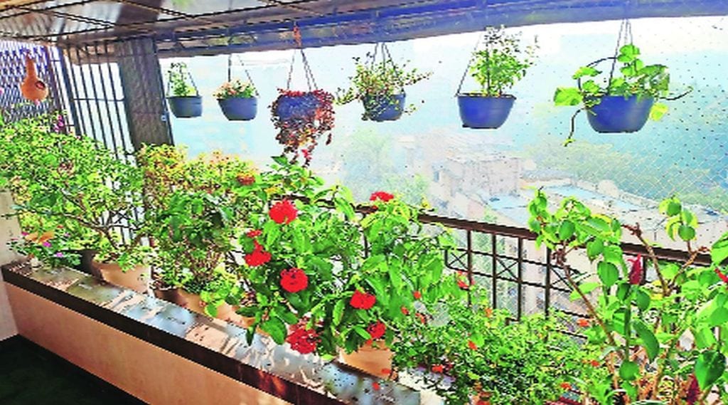 नंदनवन सुंदर बाग स्पर्धेद्वारे झाडांचा खजिना उघड