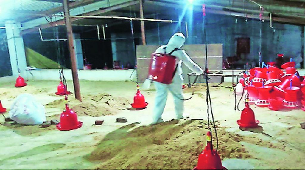 शहापूरमधील २३ हजार कोंबडय़ा नष्ट