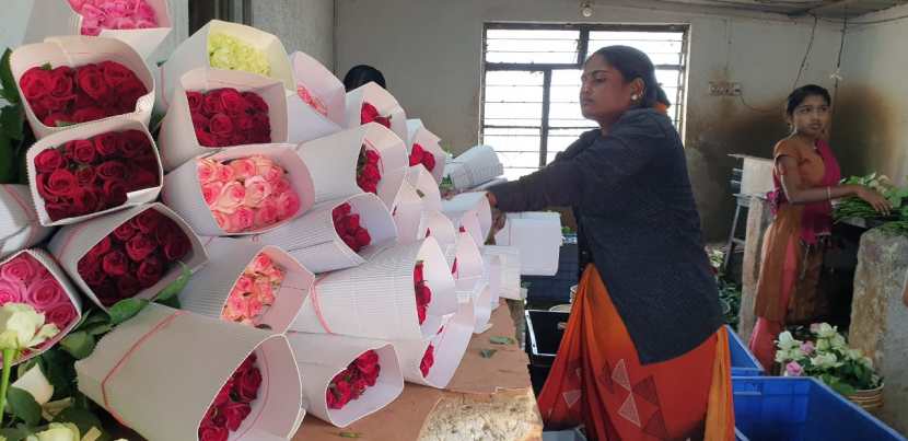 पण यावर्षी करोनाचा प्रभाव कमी झाल्याने लग्न सोहळे, इतर कार्यक्रमामुळे भारतातील बाजारपेठामध्ये गुलाबाला चांगला भाव मिळाला आहे. (सर्व फोटो- कृष्णा पांचाळ)