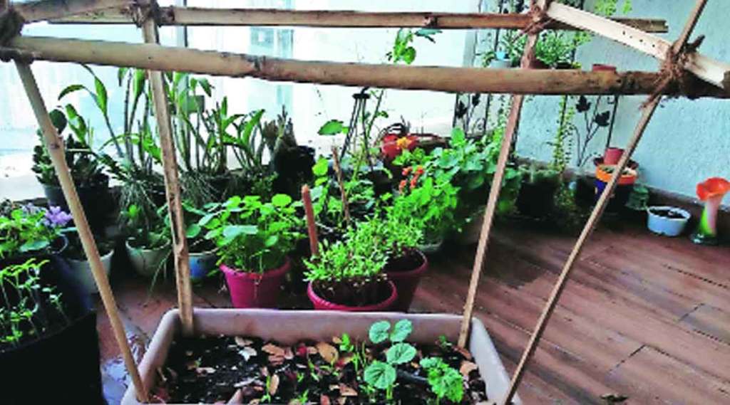 स्वावलंबनाचे हिरवे प्रयोग