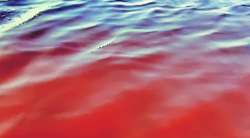 सातपाटी- मुरबा खाडीत रसायनमिश्रित पाणी