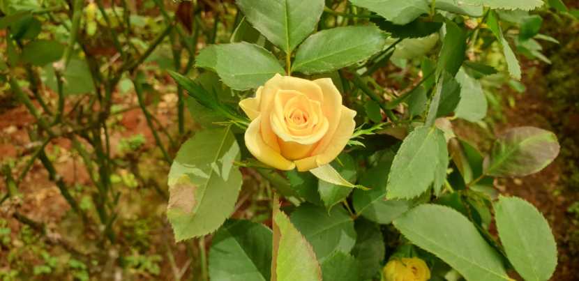 परदेशात १२ ते १५ रुपयांना गुलाबाच्या फुलांची विक्री होत आहे