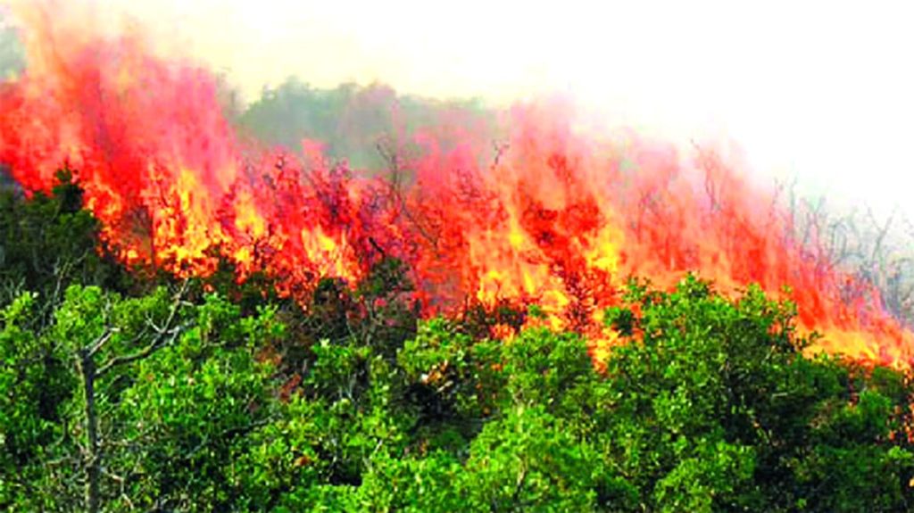 महिनाभरात चार ठिकाणी वणवे महिनाभरात चार ठिकाणी वणवे