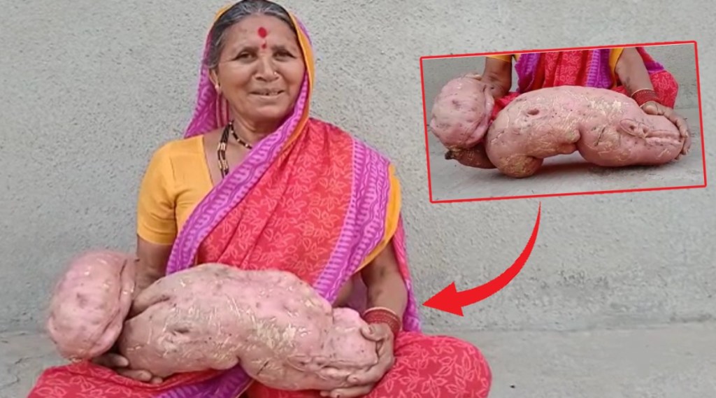 7 kg sweet potato in sangamner