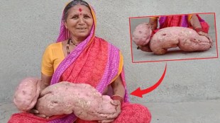 7 kg sweet potato in sangamner