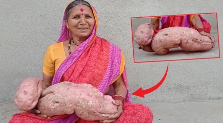 7 kg sweet potato in sangamner