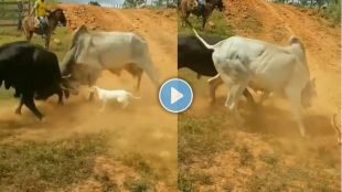 Animals Videos