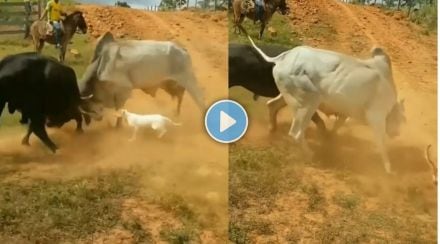 Animals Videos