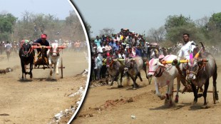 Bullock Cart Race Badlapur