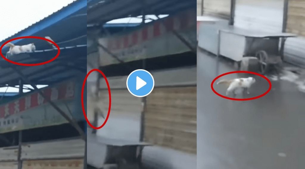 Cat_Viral_Video Cat_Viral_Video