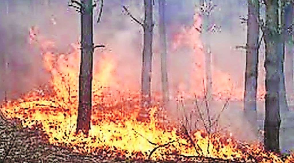 वणव्यामुळे वनसंपदेचा ऱ्हास; अनेक ठिकाणी मानवांकडून आगी लावण्याचे प्रकार तरीही गुन्हा दाखल नाही