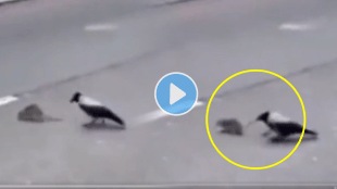 Crow_Rat_Viral_Video