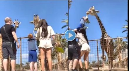 Feeding a zoo animal