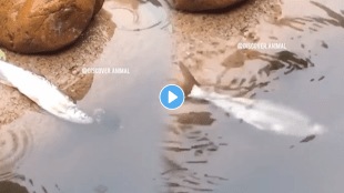 Fish_Save
