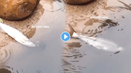 Fish_Save