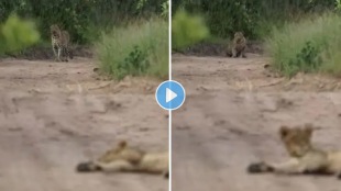 Lioness_Leopard