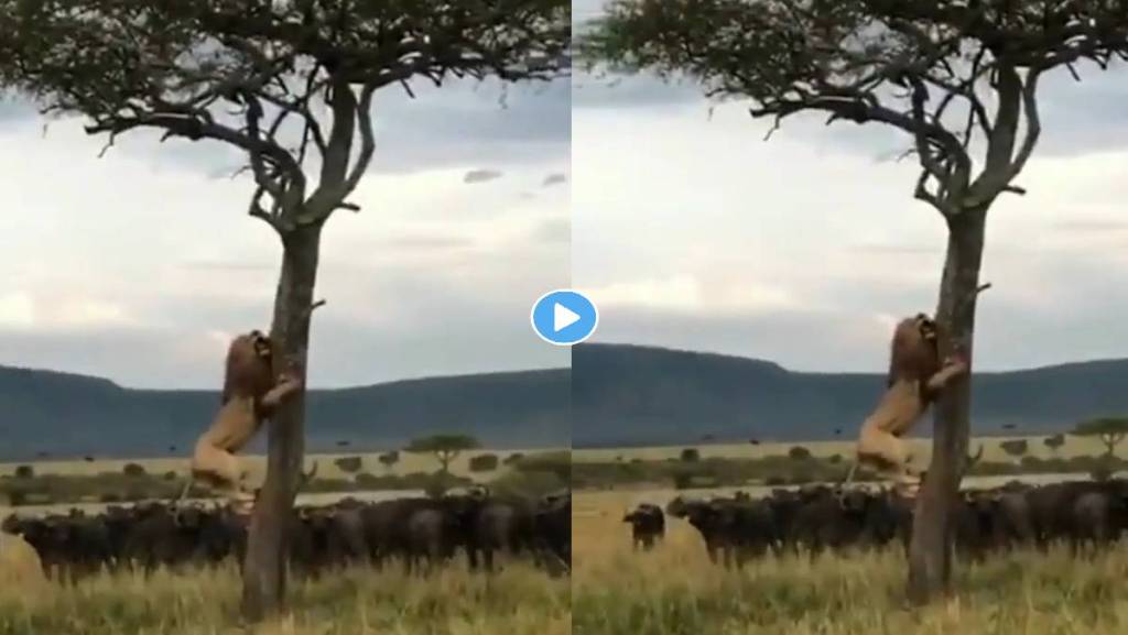 lion-video-viral