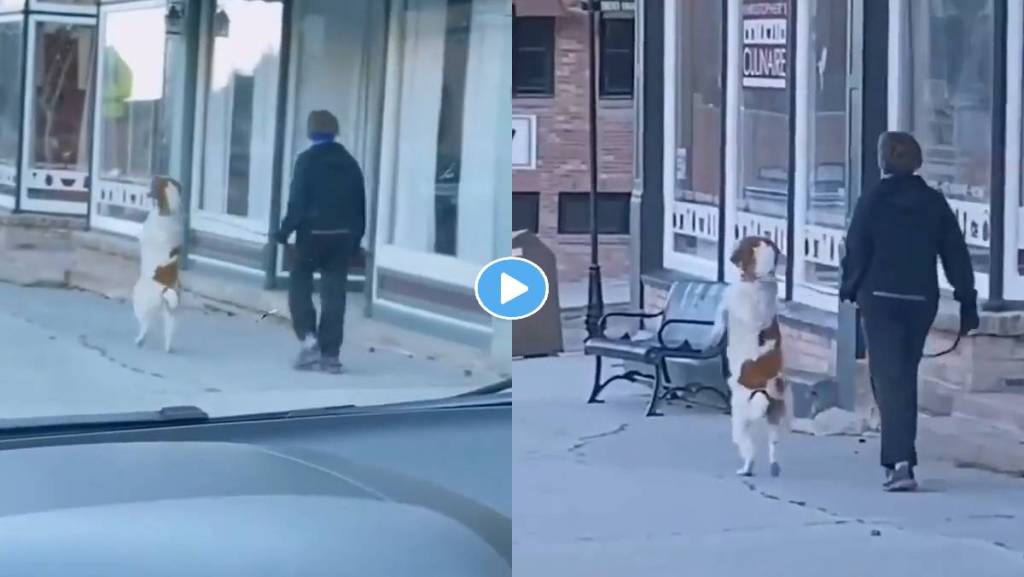 Dog-Video-Viral