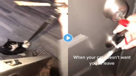 Cat-Video-Viral Cat-Video-Viral