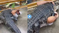 OMG! मगरीने चक्क व्यक्तीच्या अंगावरच उडी घेतली, अंगावर काटा आणणारा VIDEO VIRAL