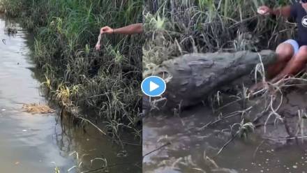 Crocodile-Attack-Viral-Video Crocodile-Attack-Viral-Video