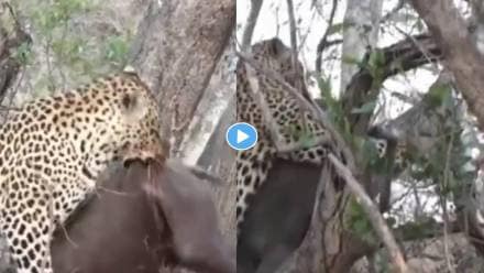leopard-attack-viral-video leopard-attack-viral-video